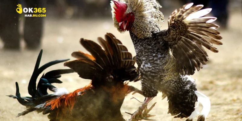 Cơ hội mở rộng đá gà trực tiếp C1 với công nghệ hiện đại