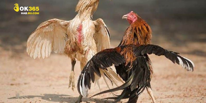 hướng dẫn người mới bằng những bước đơn giản