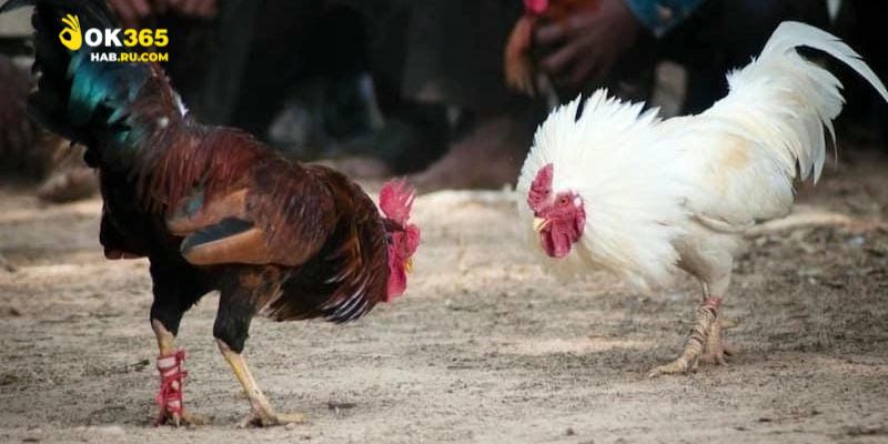 Lịch thi đá gà Thomo hôm nay giúp khán giả dễ dàng theo dõi