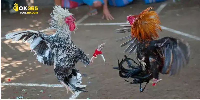 Sự độc đáo của đá gà cựa dao đối với khán giả