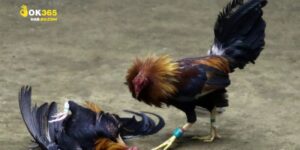 Đá Gà Cựa Dao - Cập Nhật Thông Tin Trận Đấu Nóng