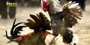 Đá Gà Trực Tiếp C1 - Trải Nghiệm Thực Tế Hấp Dẫn