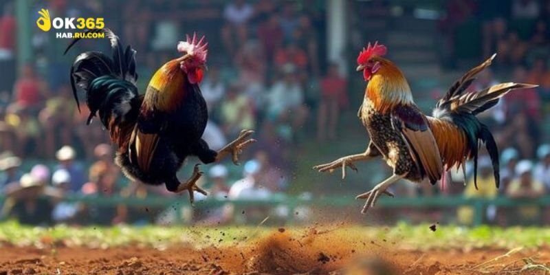 Truyền thống được duy trì qua đá gà mạng